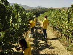 vendemmia_01