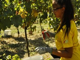 vendemmia_02