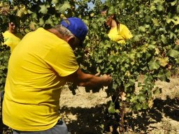 vendemmia_03