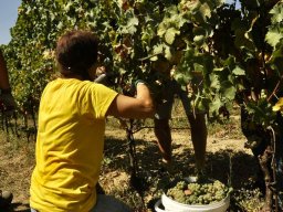 vendemmia_04