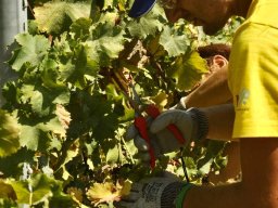 vendemmia_05