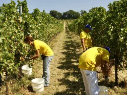 vendemmia_06