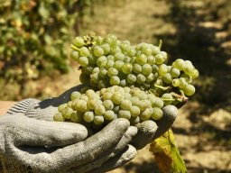 vendemmia_07