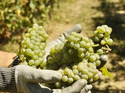 vendemmia_08