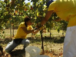 vendemmia_09