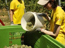 vendemmia_10