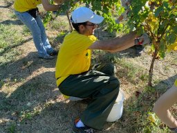 vendemmia_21