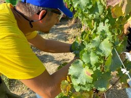 vendemmia_22