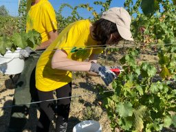 vendemmia_23