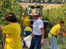 vendemmia_24