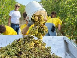 vendemmia_26