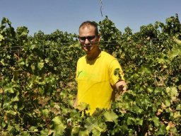 vendemmia_28