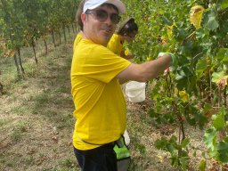 vendemmia_29