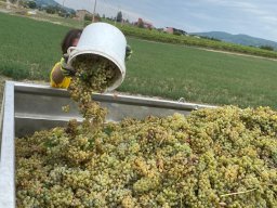 vendemmia_30