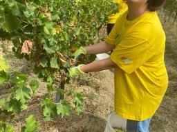 vendemmia_34
