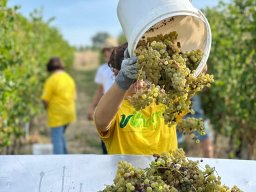vendemmia_35
