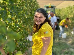 vendemmia_38