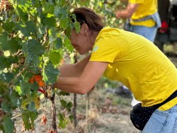 vendemmia_40
