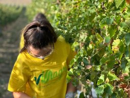 vendemmia_46
