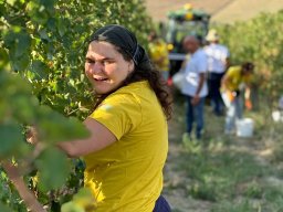 vendemmia_47