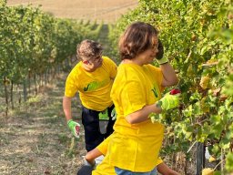 vendemmia_48