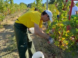 vendemmia_53