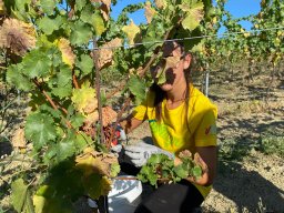 vendemmia_55