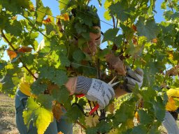 vendemmia_56