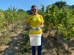 vendemmia_57