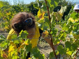 vendemmia_58