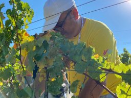 vendemmia_59