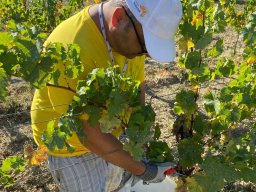 vendemmia_60