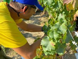 vendemmia_61