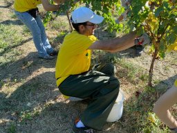 vendemmia_62