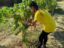 vendemmia_63